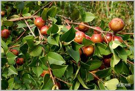 油茶[北京小吃]