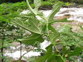 雞爪葉桑 雞爪葉桑