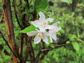 雲南溲疏 雲南溲疏
