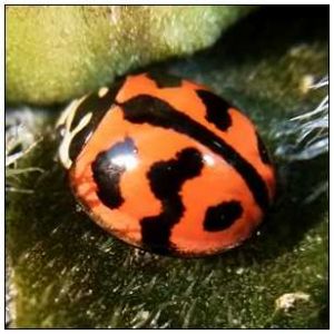 六斑奇變瓢蟲 六斑奇變瓢蟲