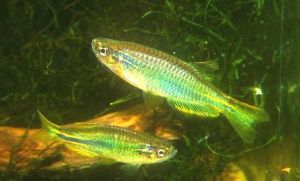 克氏(魚丹) 克氏(魚丹)