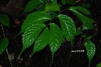 毛枝細尾樓梯草 毛枝細尾樓梯草