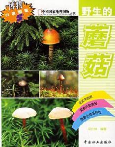 野生的蘑菇