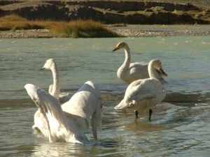 巴音布魯克天鵝保護區 巴音布魯克天鵝保護區