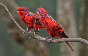 藍紋吸蜜鸚鵡 藍紋吸蜜鸚鵡