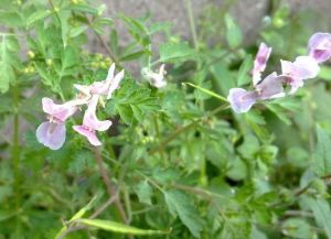 對葉元胡 對葉元胡