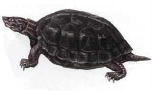 龜