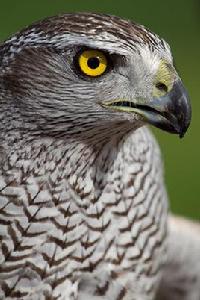 蒼鷹新疆亞種 蒼鷹新疆亞種