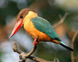 鏟嘴翠鳥 鏟嘴翠鳥