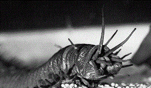 蠕蟲巴里 蠕蟲巴里