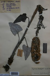 洱源橐吾 洱源橐吾