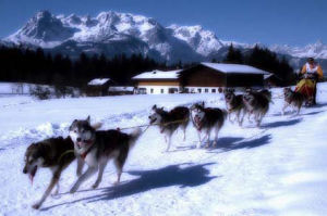 西伯利亞雪橇犬-哈士奇 西伯利亞雪橇犬-哈士奇