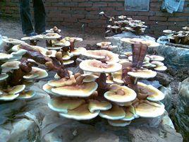 四川靈芝 四川靈芝