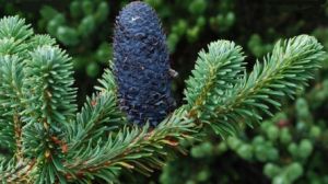 川滇冷杉 川滇冷杉