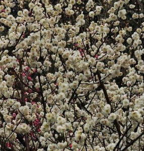 鵲踏枝·梅落繁枝千萬片 鵲踏枝·梅落繁枝千萬片