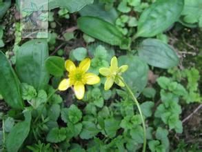 掌裂毛茛 掌裂毛茛