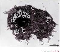 VF ohromná replikační továrna mimiviru,