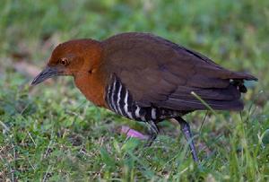 白喉斑秧雞海南亞種 白喉斑秧雞海南亞種