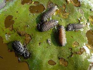 菱角螢葉甲幼蟲(圖3)