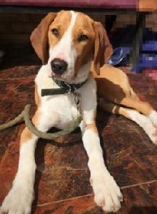 波薩維茨獵犬 波薩維茨獵犬