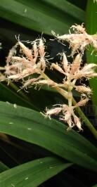 花葶薹草 花葶薹草