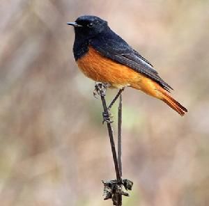 赭紅尾鴝 赭紅尾鴝