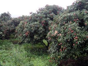 （圖）廣青農場