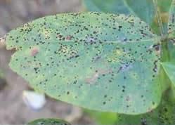 綠豆鏽病 綠豆鏽病