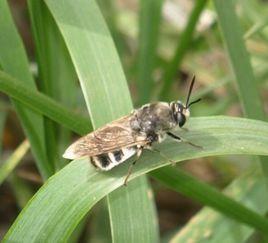 白邊水虻 白邊水虻