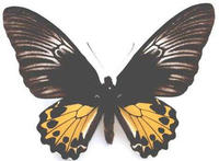 蘇拉威西裳鳳蝶(雌蝶)