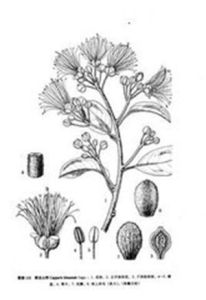 屏邊山柑 屏邊山柑