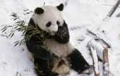 全球圈養數量達到548隻 大熊貓為什麼這么難養? 全球圈養數量達到548隻 大熊貓為什麼這么難養?