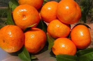 金秋砂糖桔 金秋砂糖桔