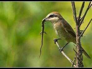 秘魯斑(共鳥) 秘魯斑(共鳥)