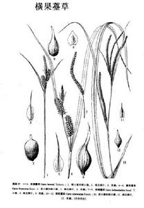 橫果薹草 橫果薹草