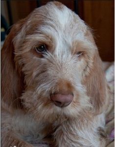 義大利硬毛指示犬 義大利硬毛指示犬