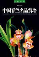 中國春蘭名品賞培 中國春蘭名品賞培