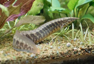 淡水鰻鱺 淡水鰻鱺