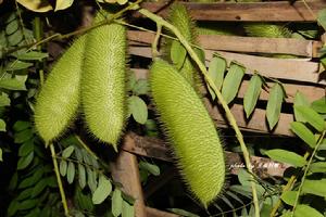 喙莢雲實 喙莢雲實