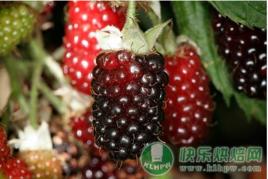 博伊森莓 博伊森莓