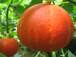 桔栗三號 桔栗三號