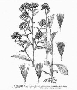 粘毛白酒草 粘毛白酒草