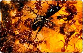 東方植食行軍蟻 東方植食行軍蟻