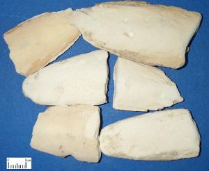 海螵蛸和仙鶴草