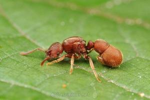 卷尾猛蟻
