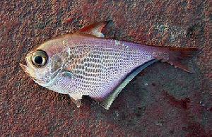 單鰭魚科 單鰭魚科