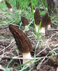 七妹羊肚菌 七妹羊肚菌