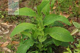 大葉柴胡 大葉柴胡