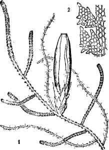 柱萼苔屬 柱萼苔屬