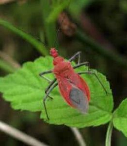艷紅獵蝽 艷紅獵蝽